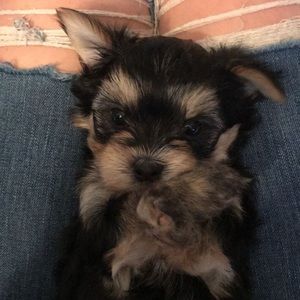 Meet your Posher, Emma